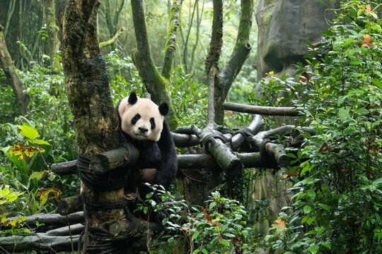 成都都江堰熊猫谷大熊猫成就