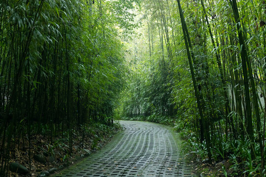 成都都江堰熊猫谷路径风景