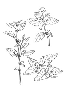 薄荷插畫手繪中藥材