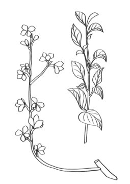 連翹插畫(huà)手繪中藥材