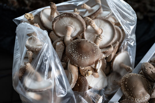 香菇特寫鏡頭