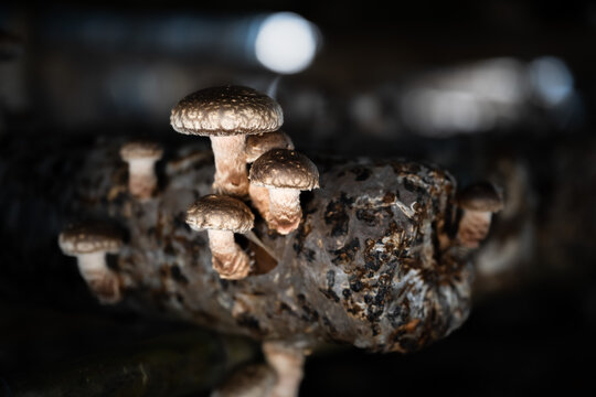 香菇特寫鏡頭