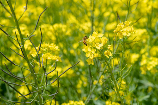 油菜花