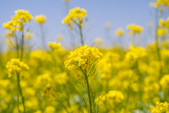 油菜花