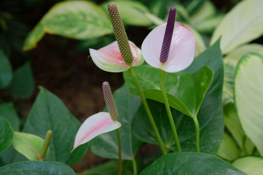 银川花博园四季馆