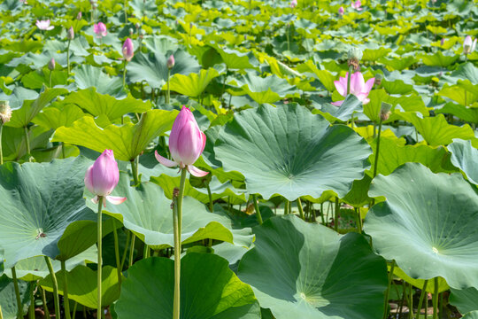 鸣翠湖国家湿地公园