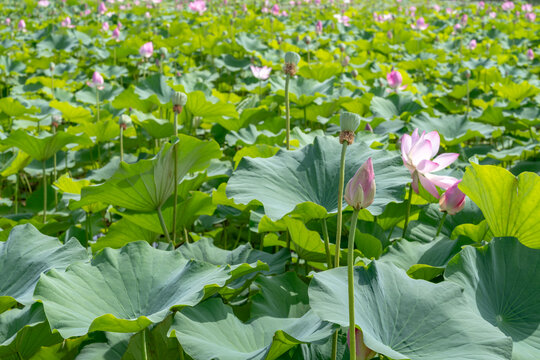 鸣翠湖国家湿地公园