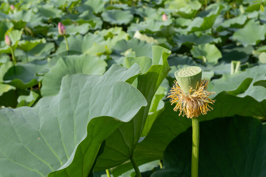 鸣翠湖公园荷花