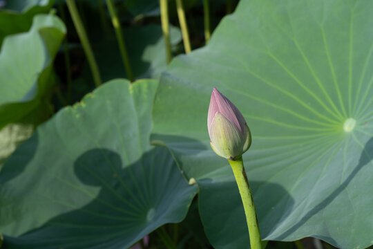 鸣翠湖公园荷花