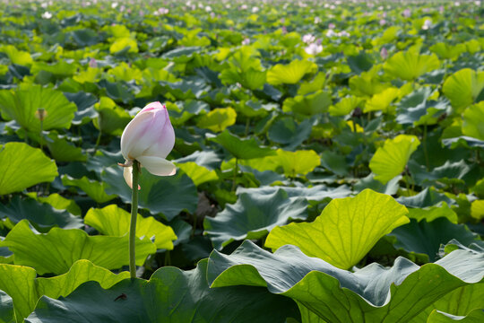 鸣翠湖国家湿地公园