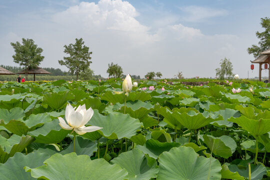 鳴翠湖國家濕地公園
