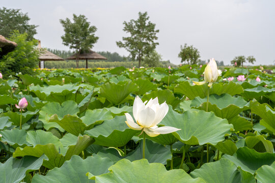 鸣翠湖国家湿地公园