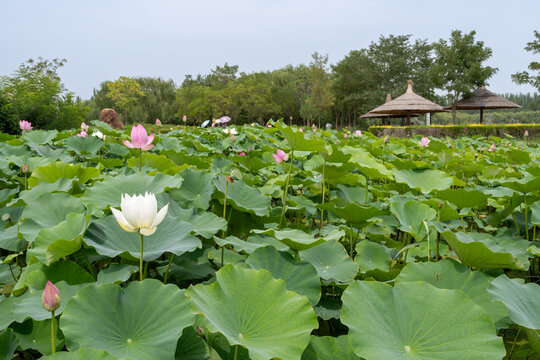 鸣翠湖国家湿地公园