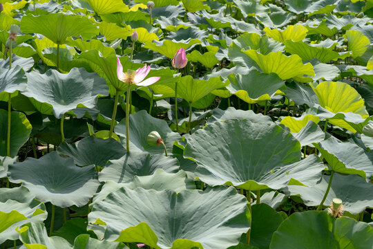 鸣翠湖国家湿地公园