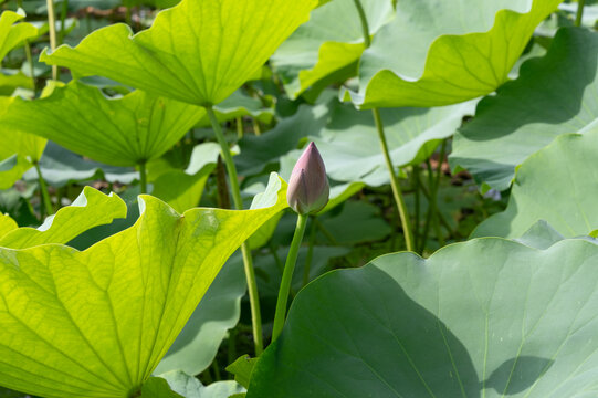 鸣翠湖国家湿地公园