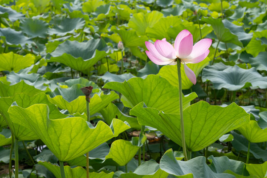 鸣翠湖国家湿地公园