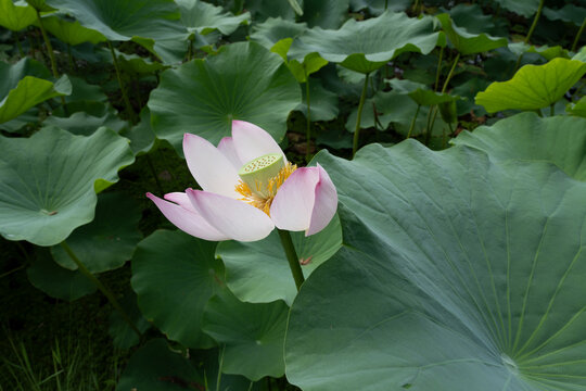 鸣翠湖国家湿地公园