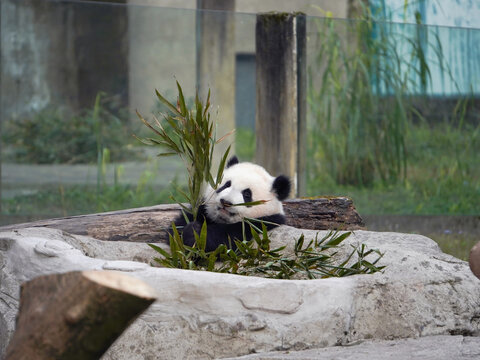 大熊猫双重喜庆月7月龄小仔