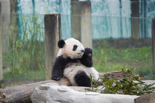 约7月龄大熊猫幼崽双重喜庆
