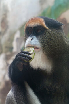 博士猴吃着黄瓜片