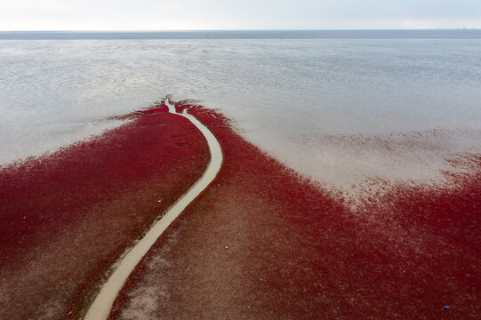 盘锦红海滩