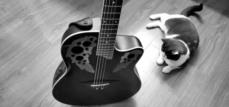 英短猫与吉他黑白照