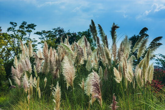 湿地公园芦苇