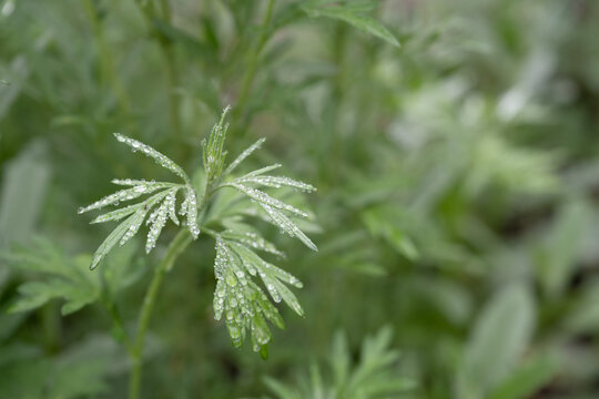 中草药艾草