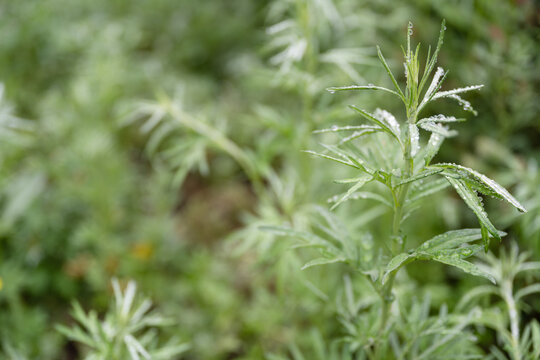 中草药艾草