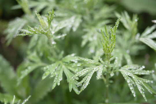 中草药艾草