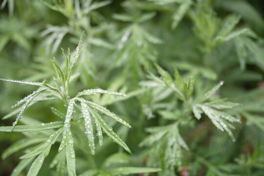 中草藥艾草
