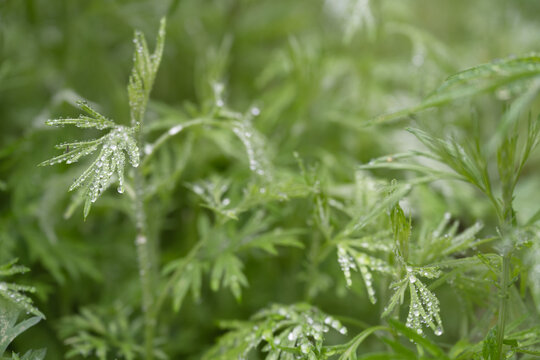 中草药艾蒿