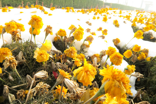 冬日白雪覆野菊花凋零白雪皑皑