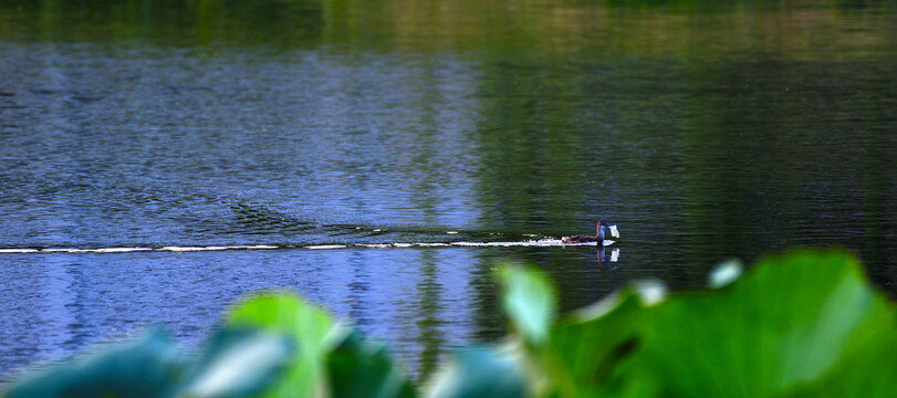 池塘中游弋的水鸟
