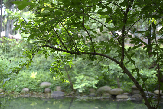 山間的綠樹(shù)枝葉