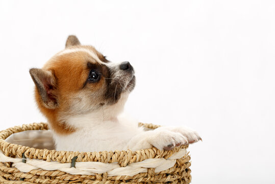 中华田园犬宠物小狗