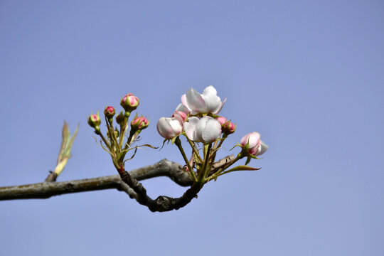 梨花