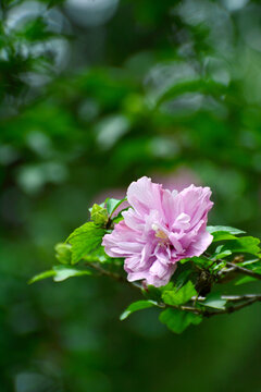 木芙蓉