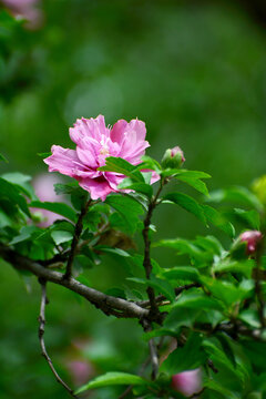 木芙蓉