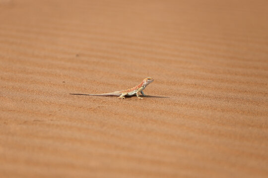 沙漠里的蜥蜴