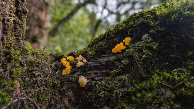 蘑菇野生菌真菌金耳山珍美食