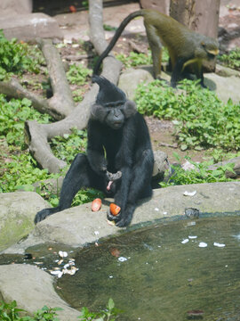 黑冠白睑猴在水池前吃水果