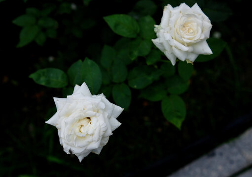 玫瑰园的白玫瑰特写