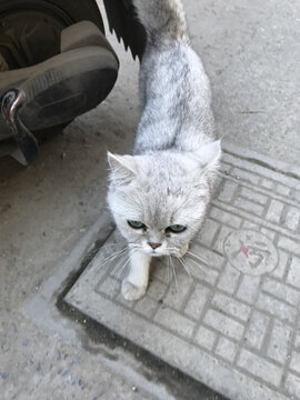 偷跑出来的小猫