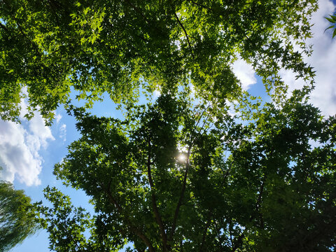 天空下的树叶树枝树木