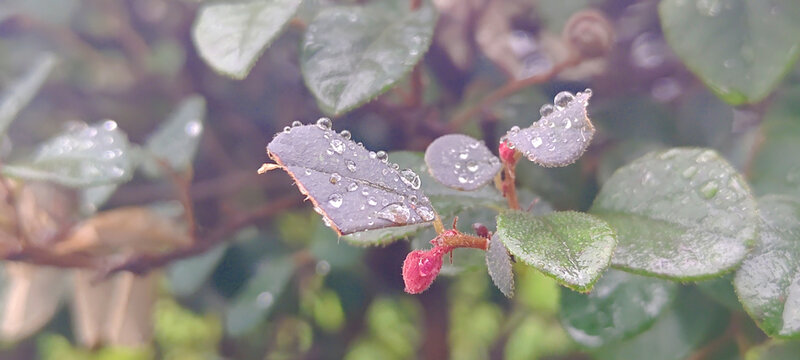 雨后