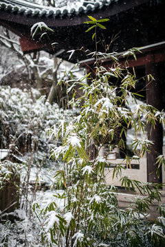 山林雪景