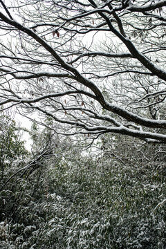 雪中树林