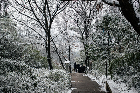 雪中树林