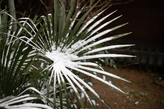 雪中